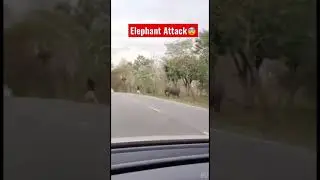 Lucky man escapes elephant attack 