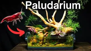 I Made a Cherry Shrimp Paludarium, Here’s How!