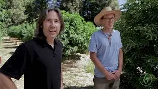 Cannabis Cultivation: How To Create Quality Top-Dressing / Mike Angelotti / Green Flower