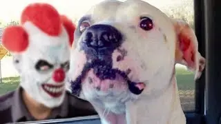 Funny Dogs Scared of Masks Compilation