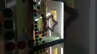 Гуляю
