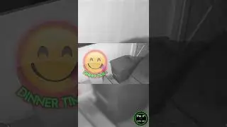Raccoon scares the sh*t out of my wife 🤣😂🤣