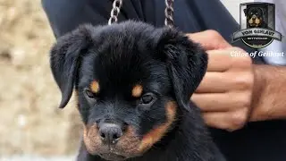 Clever CHLOE 🤓||#rottweiler #dog #trending #viral ||Ch. Srecko Timit-Tor G.D|| @vomgehlaut-shorts