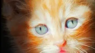 клип на смерть симбочки младшего 😭 (смерть симбы)