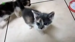 Chats Et Chatons Drôles Miauler. Compilation [HD]