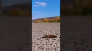 Просто гусеничка бежит по делам...