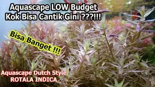 Aquascape Dutch Style Low Budget Low Maintenance. Bisa Secantik ini!!!