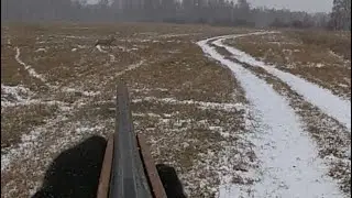 Охота на косулю в Сибири! Охота с гончей! С подхода!