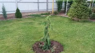 Кипарисовик нутканский ,,Пендула,,