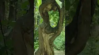 Устимівський дендропарк