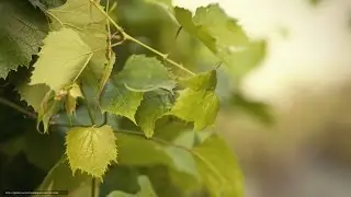 Чеканка виноградных кустов