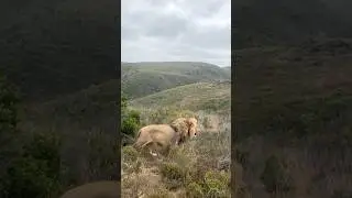 #lion #animals #wildlife #shorts #youtubeshorts #trending #viralvideo #shortsfeed