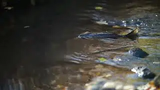Vaelluskalojen elvyttämistä syytä uudistaa ja tehostaa
