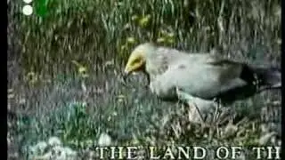 Wild side of Europe