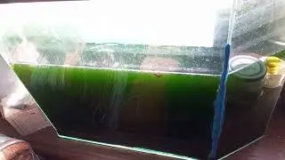 Шунгит и цветение воды в пруду или аквариуме  Можно ли очистить воду шунгитом