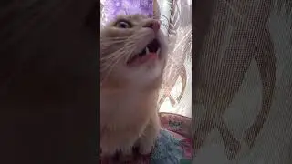 Кот 🐱 завывает.