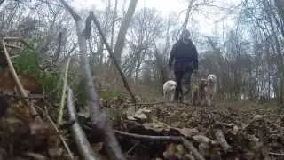 Pack Walk Feb 10th