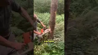 Trick to cut down trees EASILY! 