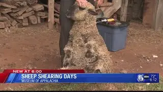 Sheep Shearing Days