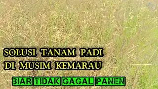 Sebab padi gagal panen