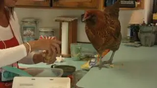 Pet Chicken Helps Out In The Kitchen