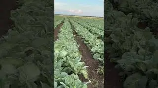 Гербицид бутизан #agriculture #капуста #гербицид