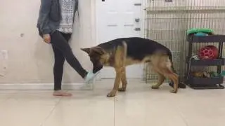 Smart German Shepherd Loves To Help His Human