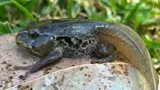 La rana marsupial andina está en peligro de EXTINCIÓN!