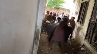 Black Bhainsa Qurbani Very Powerful Bull Slaughter #bull #cow