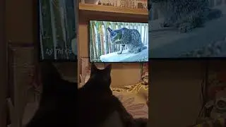 Что сегодня смотреть будем?
