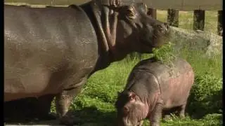Hroch / Hippopotamus (1996)