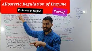 Allosteric Regulation and Mechanism // Enzyme Regulation Biochemistry Enzymology