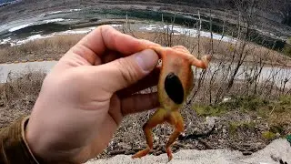 중국산 개구리는 북방산개구리와 맛이 다를까..