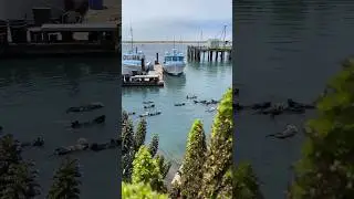 Go otter-spotting in Morro Bay (via roamwithroxanne on IG) 