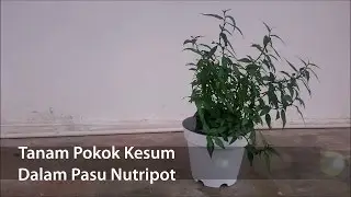 Tanam Pokok Kesum dalam Pasu Nutripot