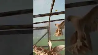 голуби кептерлер