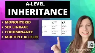 Inheritance Punnet Square Genetic Crosses- Overview of all inheritance for A-level Biology