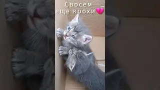 Совсем еще крохи!💔 