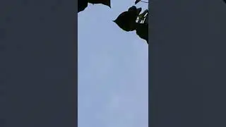 Туркменські носачубі голоногі двочубі голуби