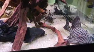 plecos