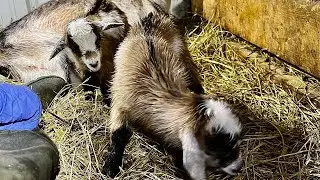 2 baby goats born in 6 minutes | Fastest goat birth I’ve ever seen | twin goat babies