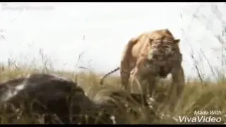The Jungle Book Mowgli scène
