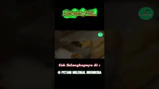 Sangat Gampang Menanam Kubis di Rumah Lho !!! - Petani Milenial #menanamkubis #bertanidirumah