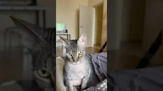 Шубин нос 💗