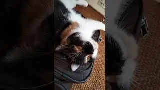 Masha cat occupied a suitcase Кошка Маша оккупировала чемодан