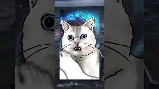 고양이 + 발냄새