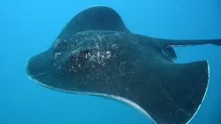 Крупный морской скат. Large stingray.