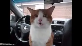 Кот поврежден
