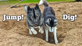 My Dogs are Digging CRATERS In the Yard!