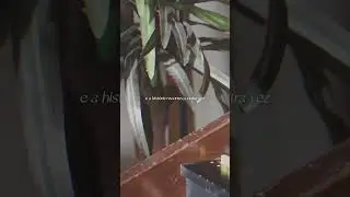 Maglore Acústico já passa de 300 mil plays ❤️ muito obrigado! #shorts